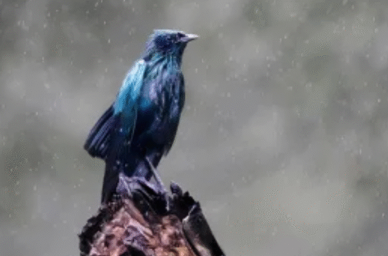 Advantages of the Rain Season