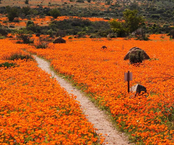 WILDFLOWER’S PHOTO TOUR