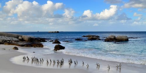 African-Penguins-Boulders
