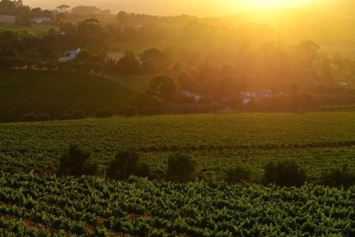 CapeTown-vineyards