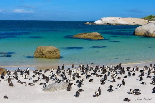 Penguins_Boulders_beach_CapeTown