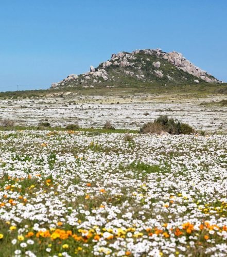 West-Coast-National-Park-Wildflowers